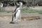 Funny penguin looking