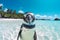 Funny penguin peeking at camera with beautiful white sand beach and palm trees on background.