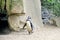 Funny Penguin Walking