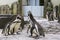 Funny penguins concert in a zoo