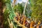Funny people in Cheetah Hunt Rollercoaster, crossing the forest, way to the top at Bush Garden