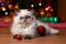 Funny persian kitten is playing with Christmas balls