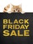 Funny pet cat showing black friday sale golden text written on black placard isolated on white background