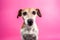 Funny pet dog face smiling on pink background. wide-angle lens effect. Fun party mood pup friend