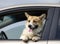 funny pet a ginger Corgi dog puppy stuck its snout out of a car window on the road while travelling