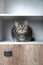 Funny pets. Funny cat looks out of the closet. Cats love to hide in secluded places