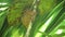 Funny Philippine tarsier Tarsius syrichta . Bohol Philippines