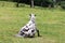 Funny photo of a black and white horse getting up on the meadow