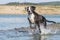 Funny photo of Catahoula Leopard Dog, who is jumping into the water.