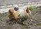 Funny photo. The chicken turns its head, out of focus. The rooster stands nearby