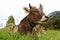 Funny photo of a cow with horns and bell with open mouth in the mountains