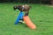 A funny photo with a goat standing on the slide at the playground for kids