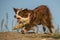 Funny photo of happy brown and white border collie in extreme position.