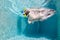 Funny photo of jack russell terrier in swimming pool