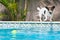 Funny photo of jack russell terrier in swimming pool