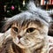 funny photo of muzzle of scottish fold cat close up