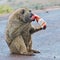 Funny Photograph Of Olive, or Savanna, Baboon Biting Juice Carton