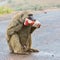 Funny Photograph Of Olive, or Savanna, Baboon Biting Juice Carton