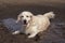 Funny picture - a beautiful thoroughbred dog with joy lying in a muddy puddle