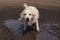 Funny picture - a beautiful thoroughbred dog with joy lying in a muddy puddle