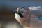 Funny picture of birds jays closeup