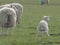 Funny picture of a small lamb urinating in a field