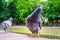 Funny pigeon doing a dance move.