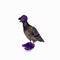 funny pigeon in violet sneakers and cap