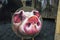 Funny piggie , painted on some wooden shield