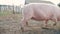 Funny pigs farming agriculture concept. pig on an old farm. adult piglets run in a pen on an lifestyle old farm