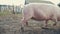 Funny pigs farming agriculture concept. Pig on an old farm. Adult piglets run in a pen on an old farm lifestyle