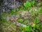 Funny Pika Ochotona collaris on rocky alpine mountain in Altai