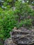 Funny Pika Ochotona collaris sits on rocky in Altai mountain