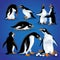 Funny pinguins in different action poses. Cartoon mascots isolate. Penguin animal bird character, happy penguin, family