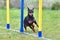 Funny pinscher dog doing slalom in agility