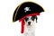 Funny pirate costume dog celebrating carnival, halloween or new year. Isolated on white background