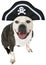 Funny Pirate Dog, Bulldog, Isolated