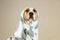 Funny pitbull dog in throw blanket
