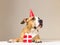 Funny pitbull puppy in birthday hat with little surprise at her paws