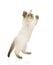 Funny playful British Shorthair cat is standing. isolated