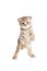 Funny playful cat kitten pet is dancing