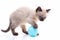 A funny, playful, curious little kitten is playing with a ball
