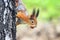 Funny playful curious red squirrel peeping from behind a tree with nuts hazelnuts