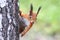 Funny playful curious red squirrel peeping from behind a tree with nuts hazelnuts