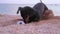 Funny playful dachshund digs a big hole on the beach, playing with ball.