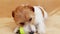 Funny playful happy pet dog puppy playing with a toy ball