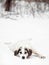 Funny playful mixed breed dog on snow