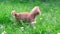 Funny playful red ginger curious tabby kitten walks on grass with flowers outdoors in the garden and looks around. Pet