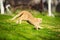 Funny playful red-haired cat runs on green grass. Focus on hind legs