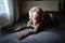 Funny pointer dog lying on bed in bedroom